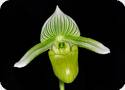 Paph. hennisianum album